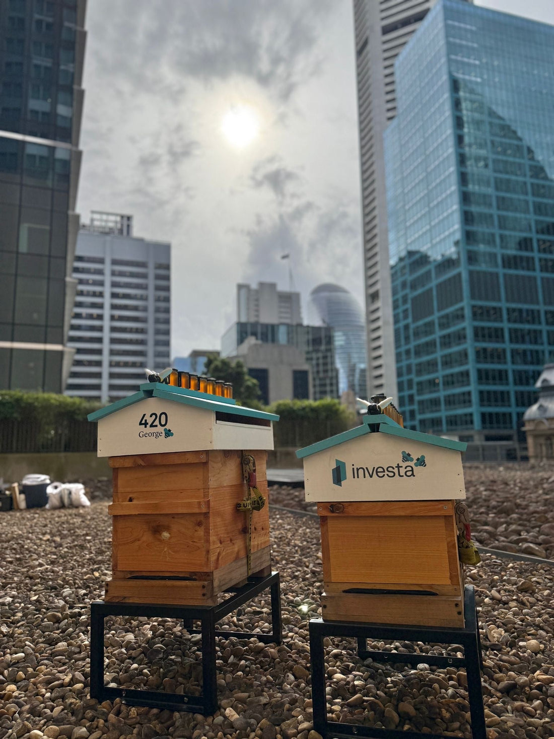 Buzzing into the CBD: Rooftop Bees & Investa Join Forces