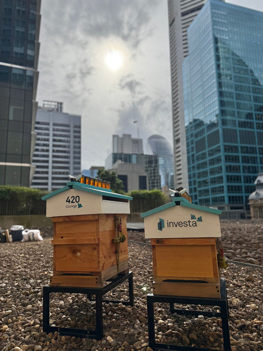 Buzzing into the CBD: Rooftop Bees & Investa Join Forces