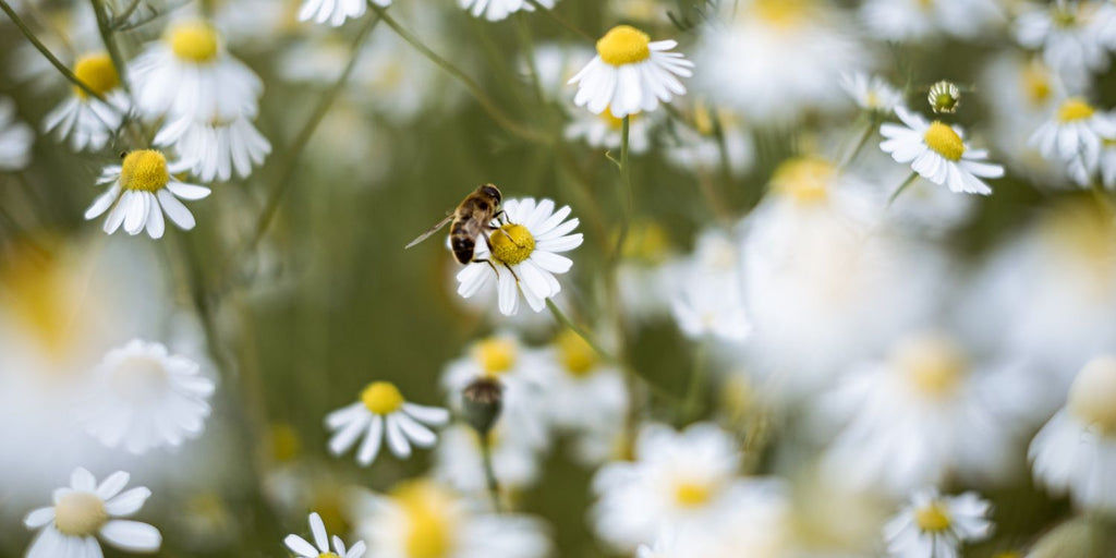 We're shouting free seeds to celebrate National Tree Day