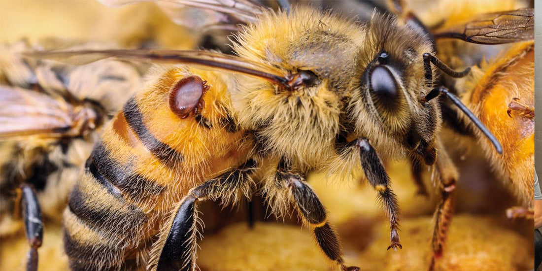 Varroa Mite Biosecurity Emergency