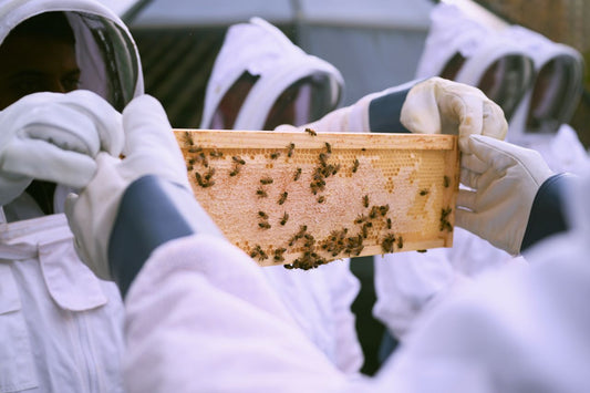 Guided Beehive Tour