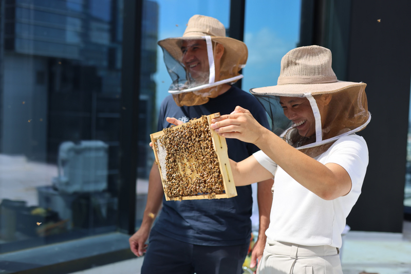 Hive Inspection