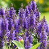 Salvia