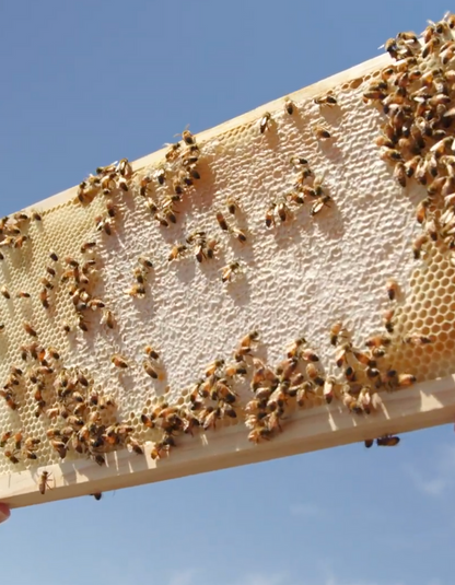 Sydney Raw Honey