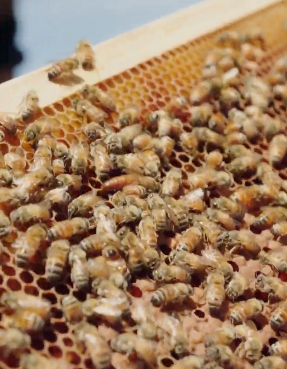 Sydney Raw Honey