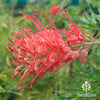 Grevilleas