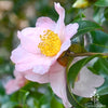 Camellia